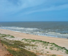 mare